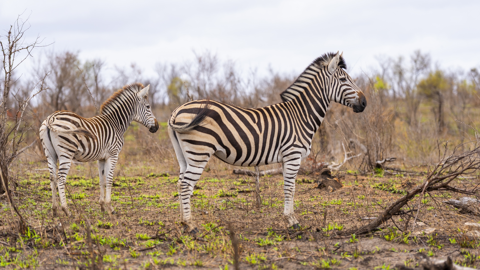 Kruger25 2025 11 03 12 15 40 ILCE 9M3 2227